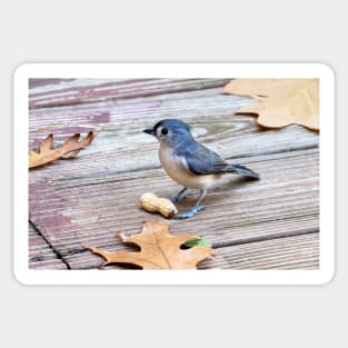 Tiny blue bird stands guard over a peanut Sticker